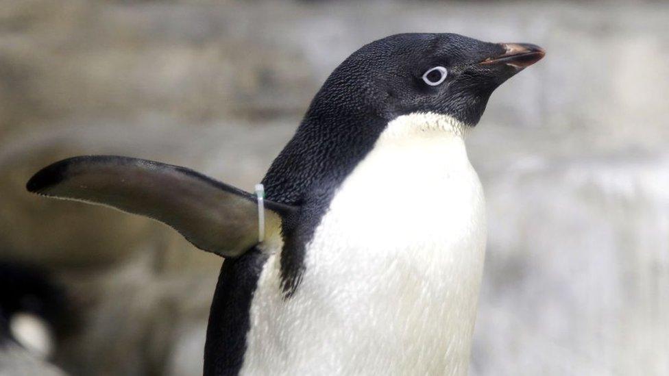 An Adelie Penguin (Pygoscelis adeliae) enjoys the water in a recreated antarctic environment in the zoo of Guadalajara, Jalisco state, Mexico on January 17, 2018.