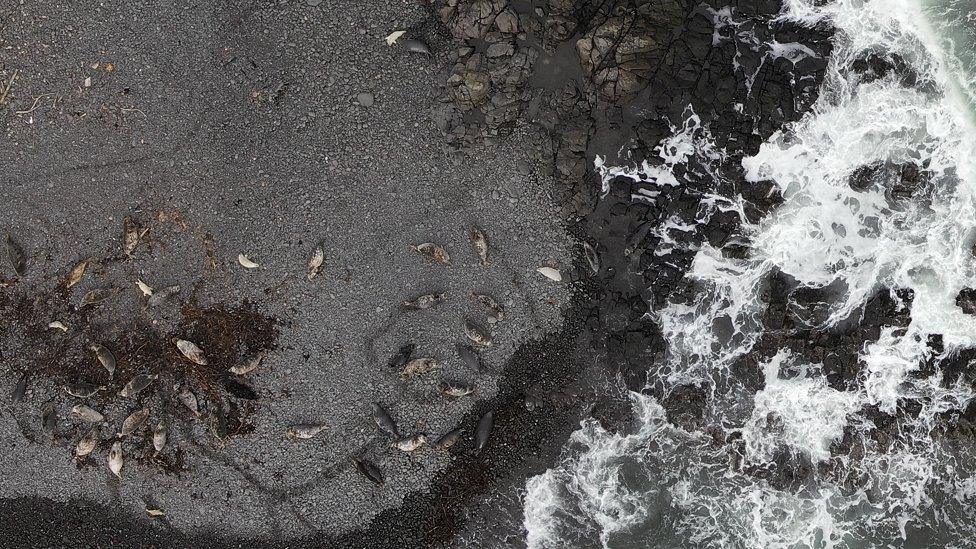 Grey seals seen from above.