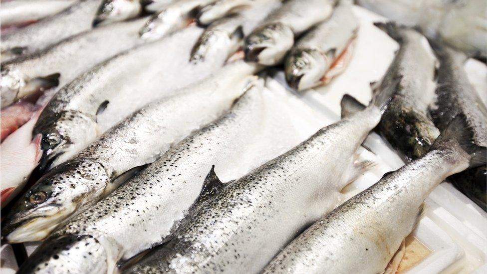 Close up of freshly caught fish in a market