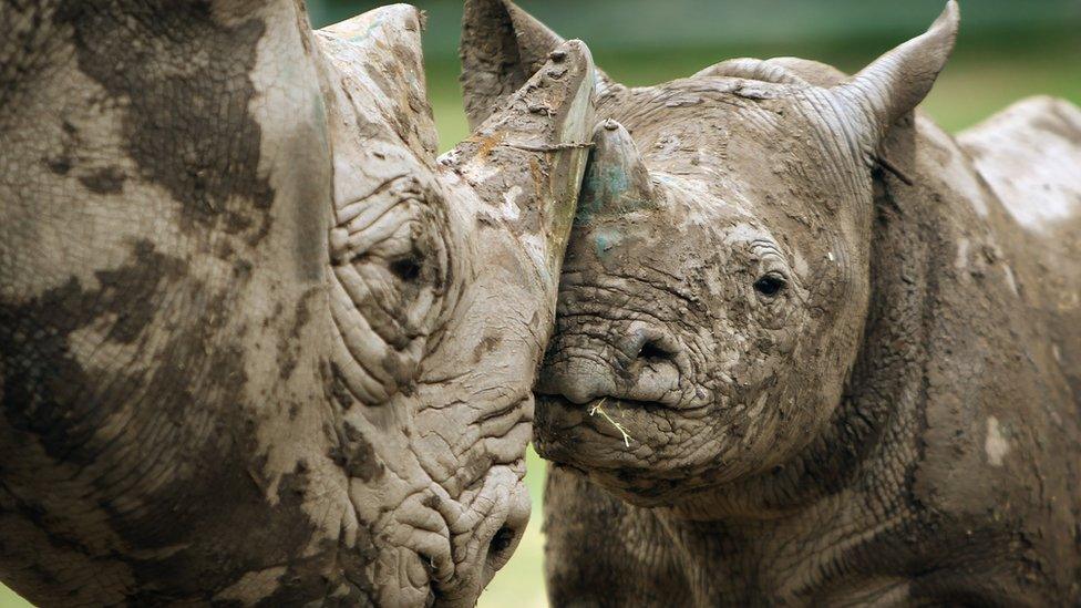 Two muddy rhinos