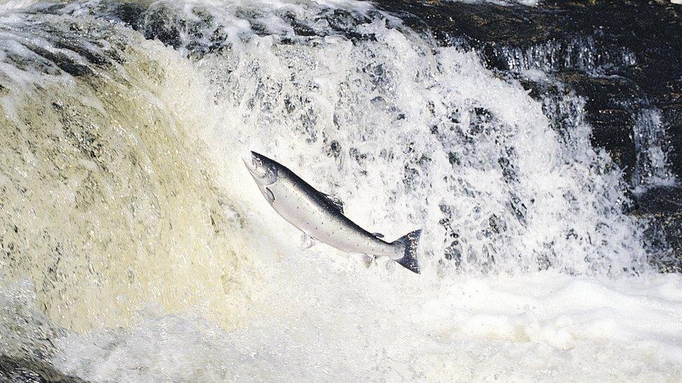 A salmon leaps up a river