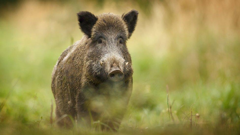 A wild boar