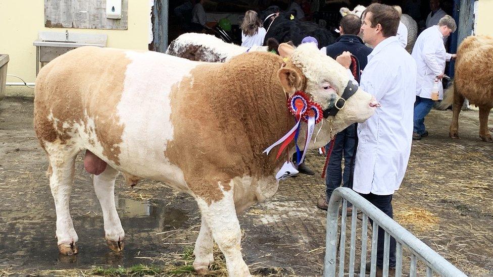 A Highland cow at the Pembrokeshire County Show