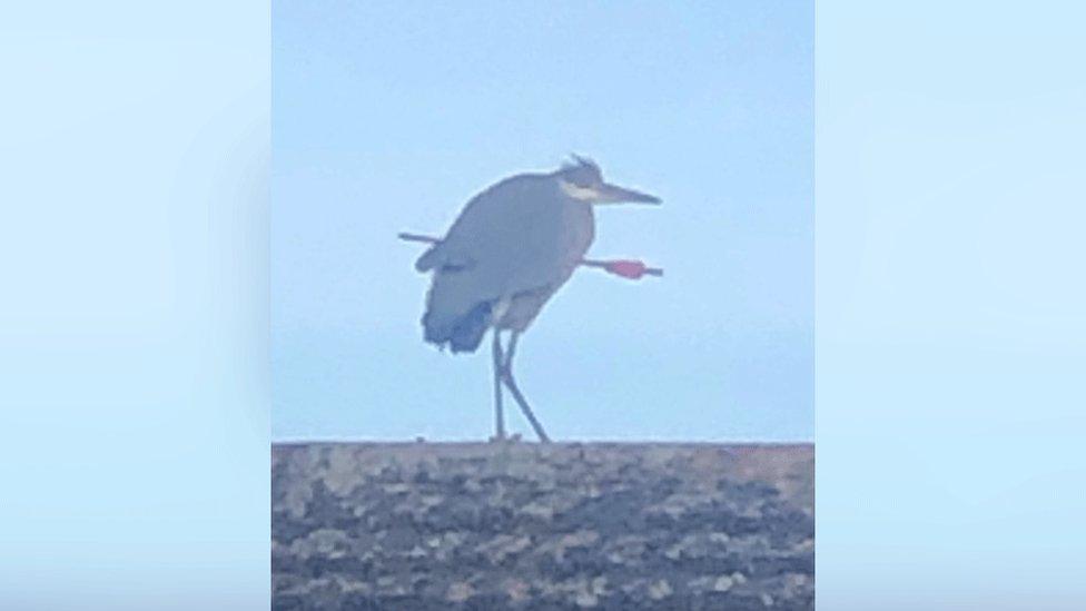 Heron on roof with arrow embedded in body