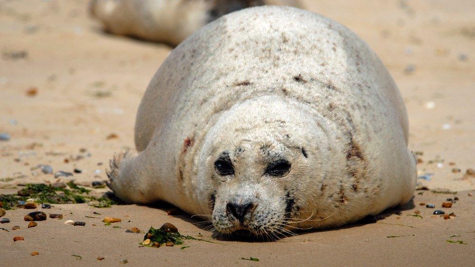 Harbour seal