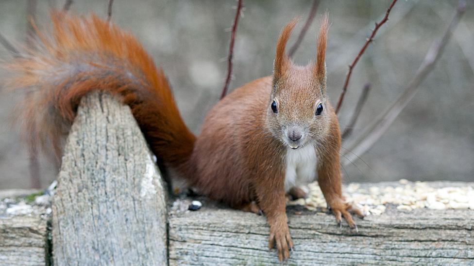 Red squirrel