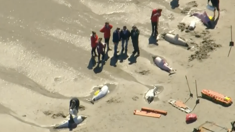 Rescuers poured sea water to try and revive the dolphins