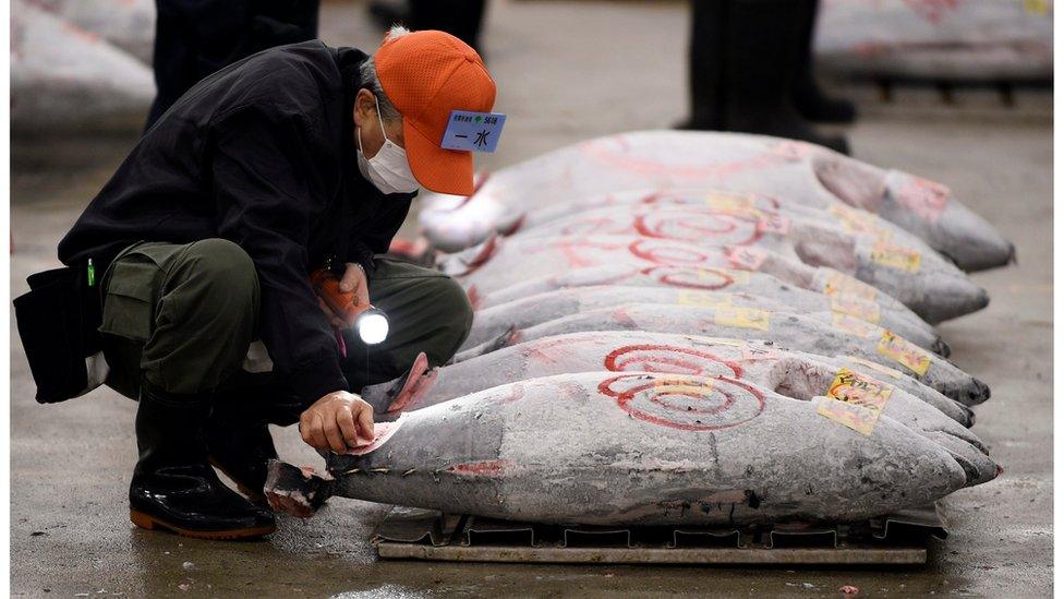 A wholesaler inspects frozen tuna before the first auction of the year at the Tsukiji fish market