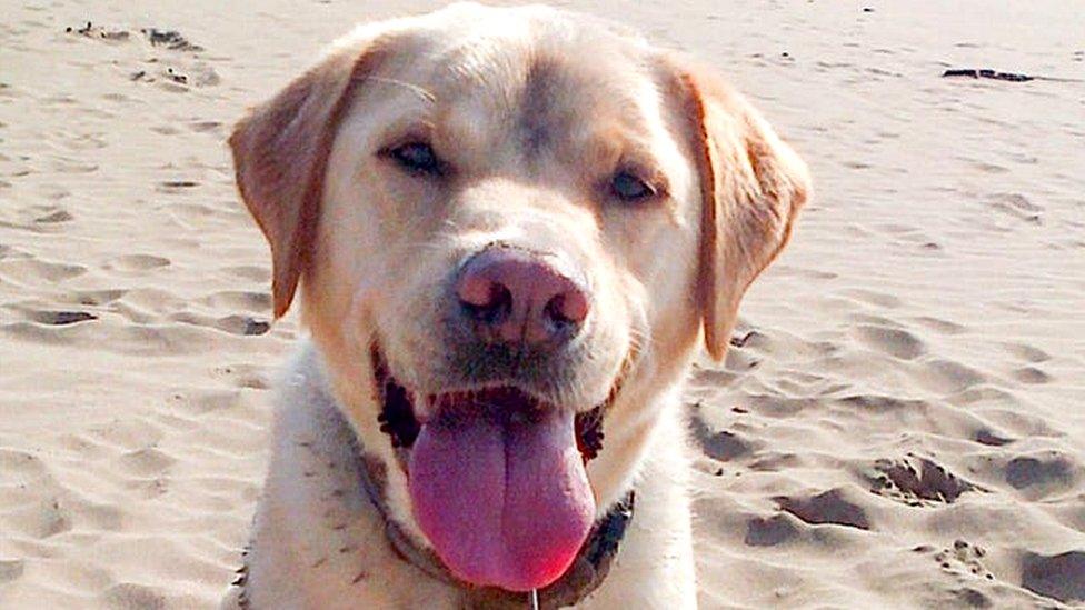 Stumpy-the-white-Labrador-blood-donor-dog.