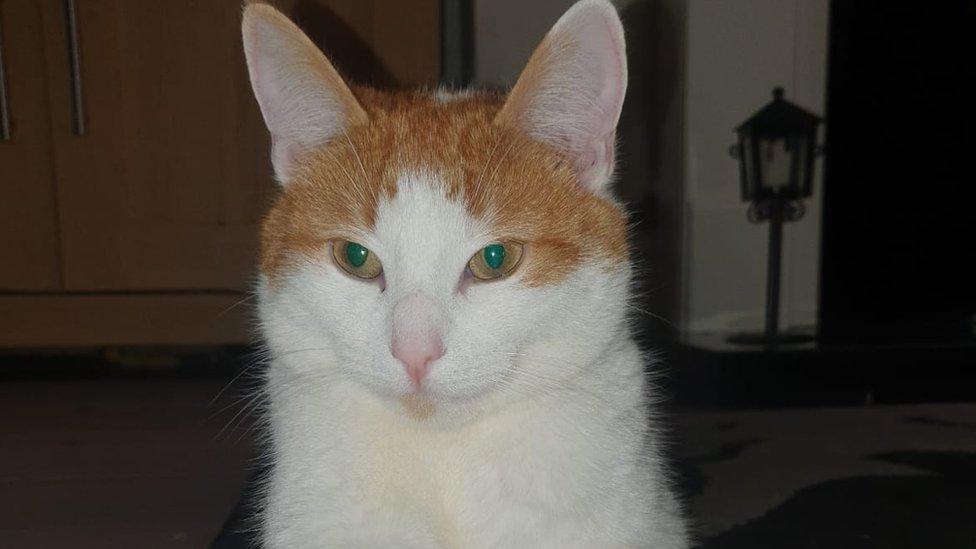 Ginger and white cat