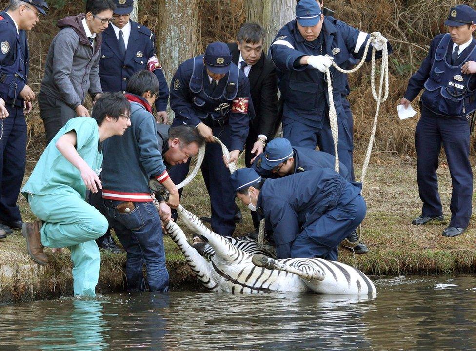 A zebra is pulled from a lake in Toki, Gifu prefecture, central Japan Wednesday, 23 March 2016.