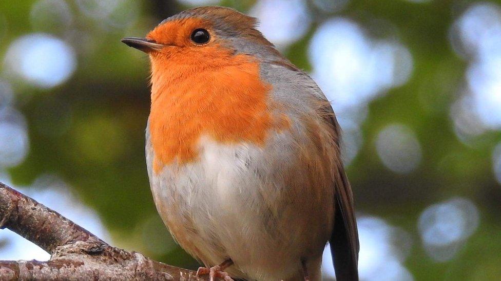 A robin