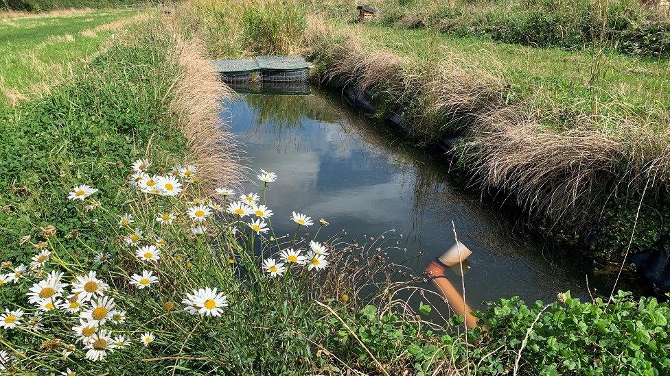 reeds beds