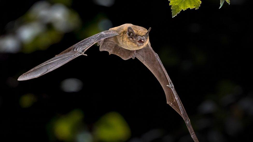 A photo of a common pipistrelles