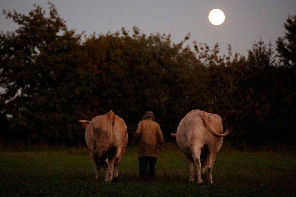 Jean-Bernard with two oxen in a field with the sun low in the sky