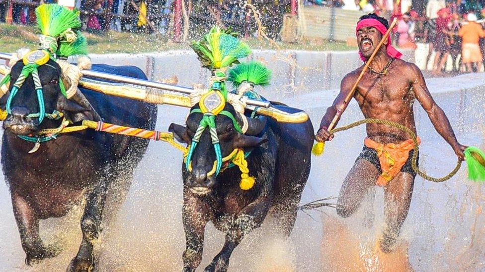 Srinivas Gowda in his winning Kambala race