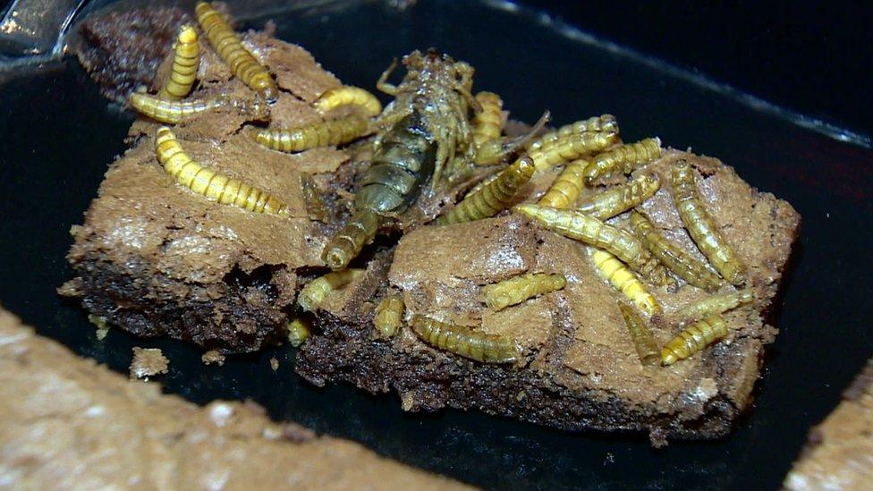 An insect brownie.