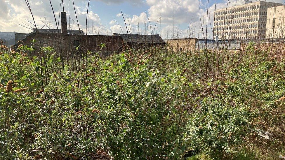 Overgrown site in Bradford