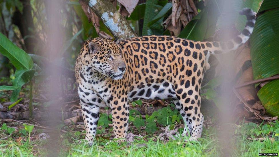 Jaguar in zoo in Guyana