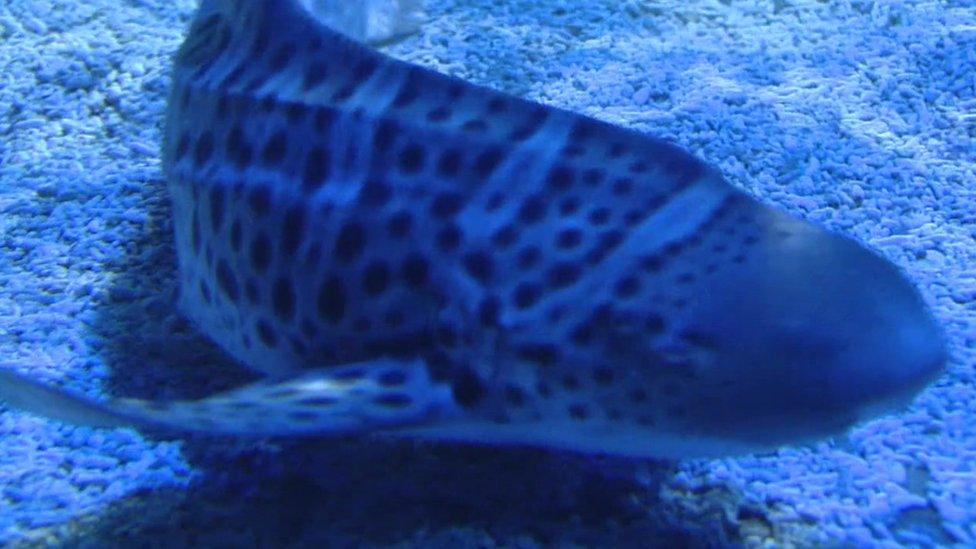 Zebra shark