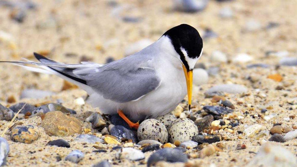 Little tern with eggs