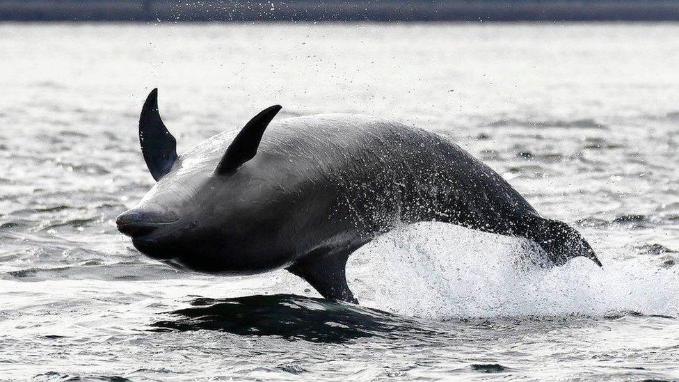 Bottlenose dolphin in Moray Firth