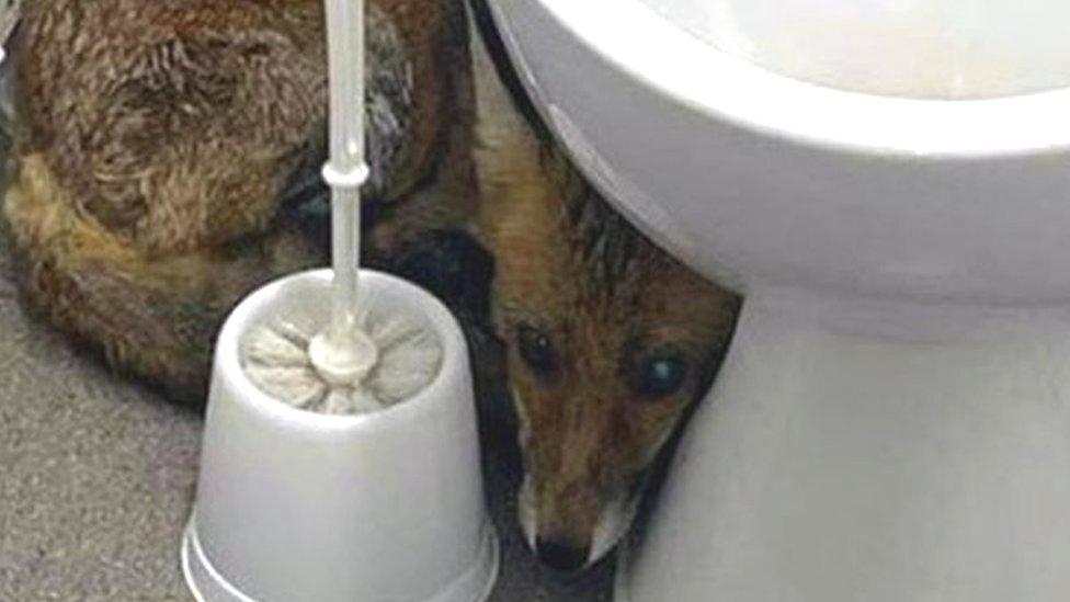 Fox next to a toilet