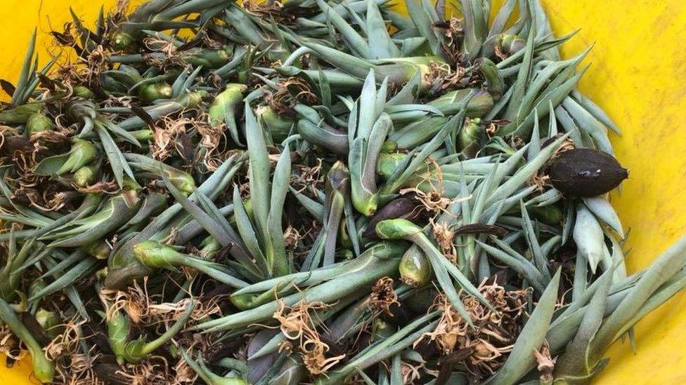 Agave seedlings