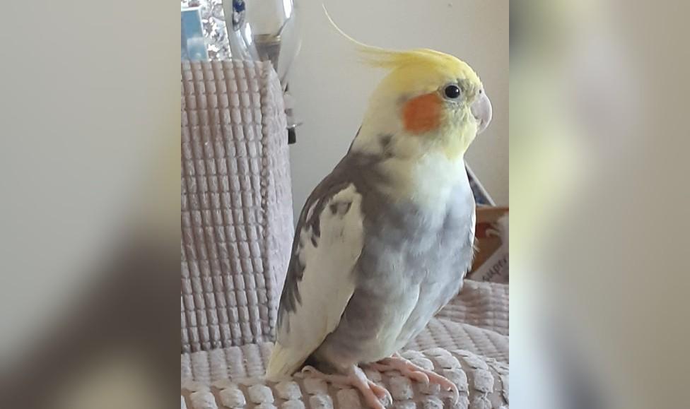 Grey and yellow parrot