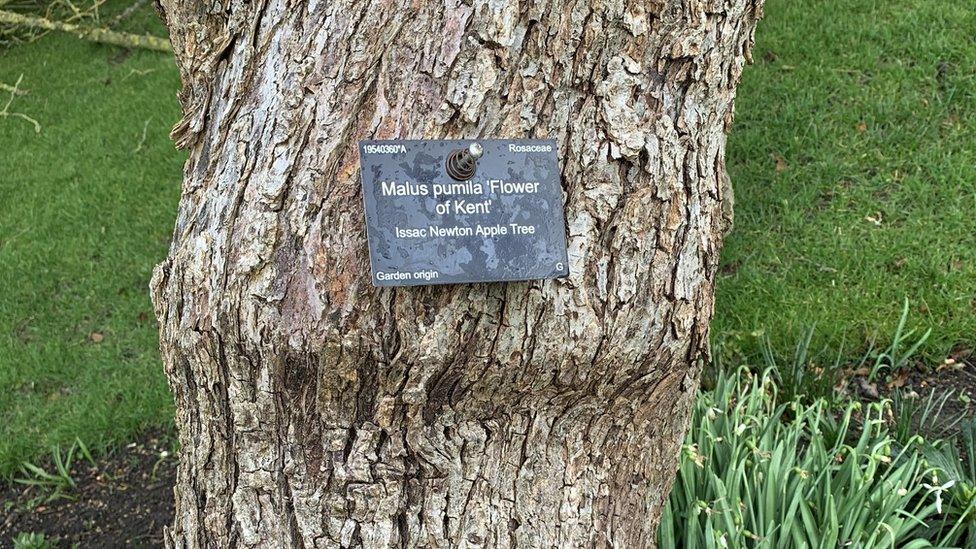 Cambridge University's felled "Newton's apple tree"