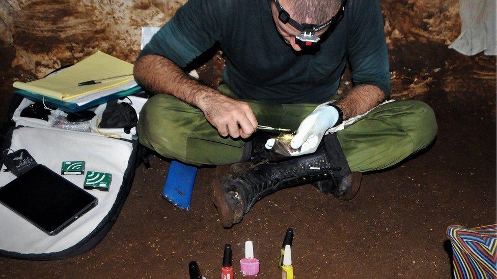 Bats-having-their-nails-painted.