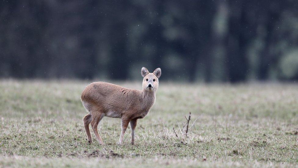 Chinese water deer