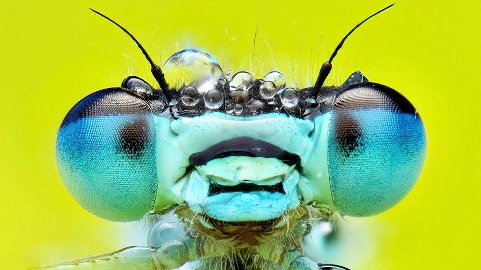 A Blue-tailed damselfly