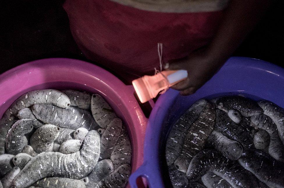 Buckets of sea cucumbers waiting to be weighed