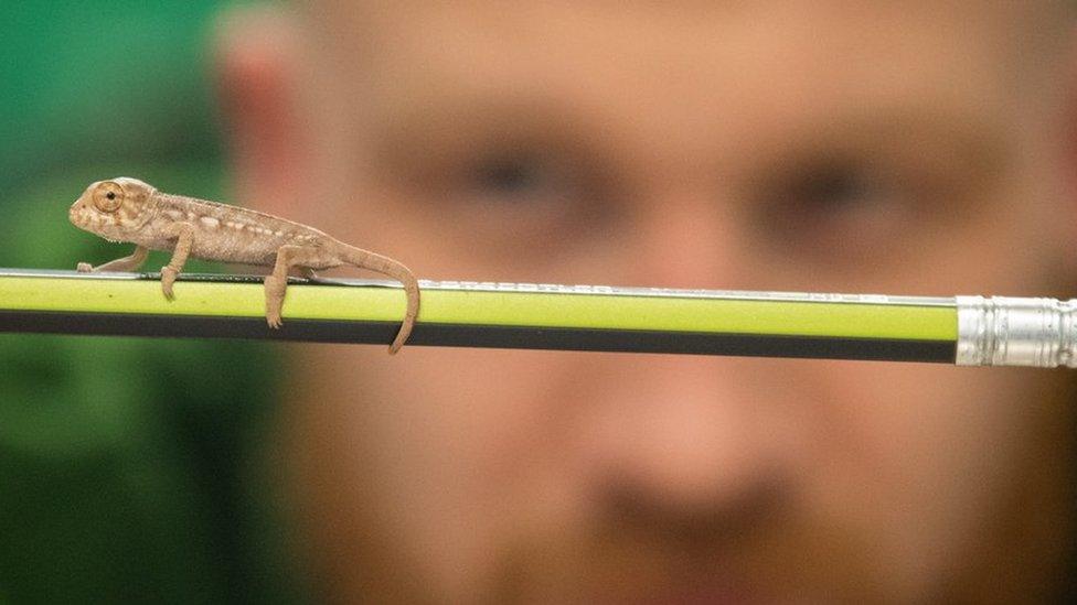 Titch the baby panther chameleon running along a pencil held by a zookeeper