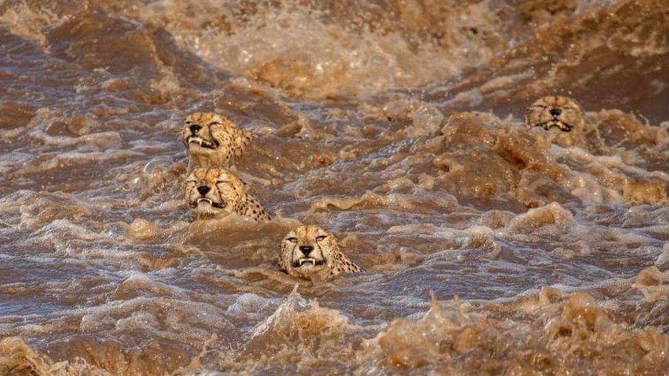 Male cheetahs in a flooded river in Masai Mara, Kenya.