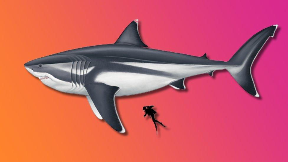 image of diver next to megalodon