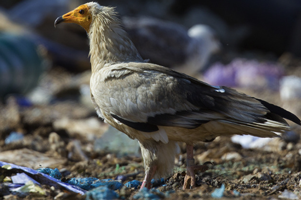 Egyptian vulture (c) Fran Trabalon