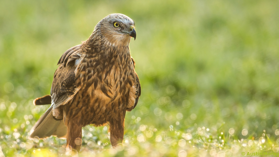 A marsh harrier bird