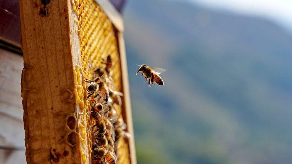 honey bee and beehive