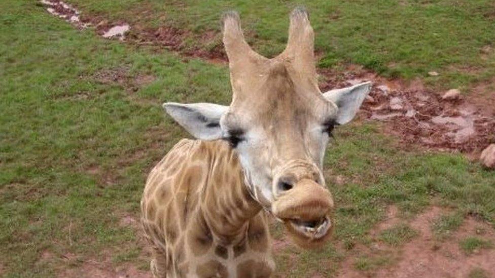 A giraffe at South Lakes Safari Zoo