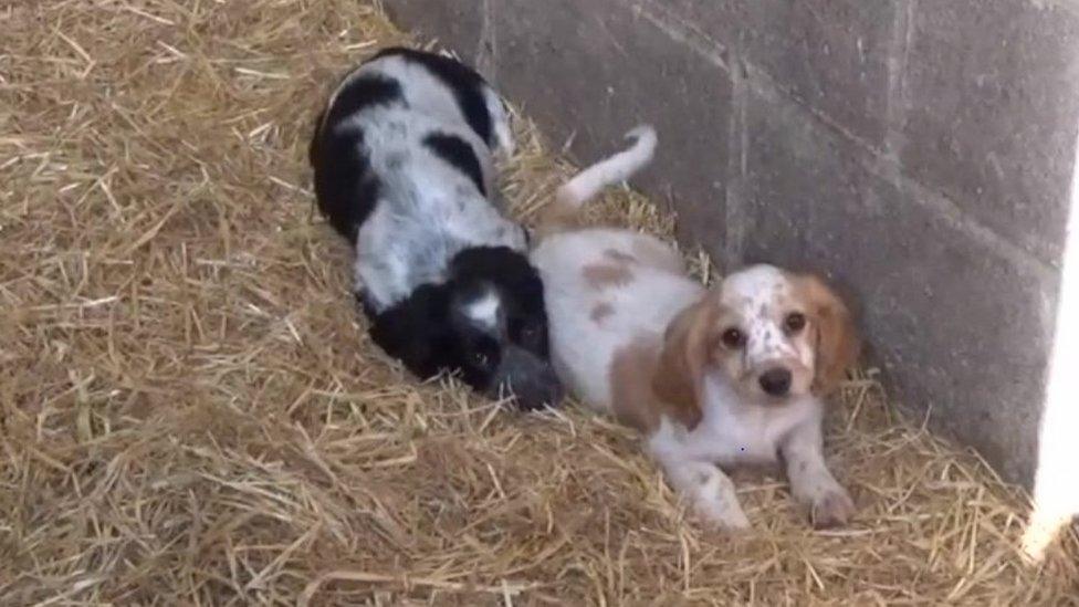 Puppies at the farm