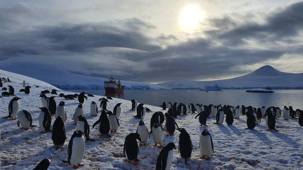 Gentoo penguins with ship in background