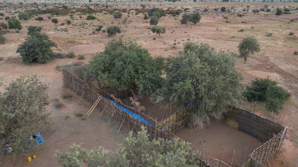 Giraffes in an enclosure before they were transported across Niger.