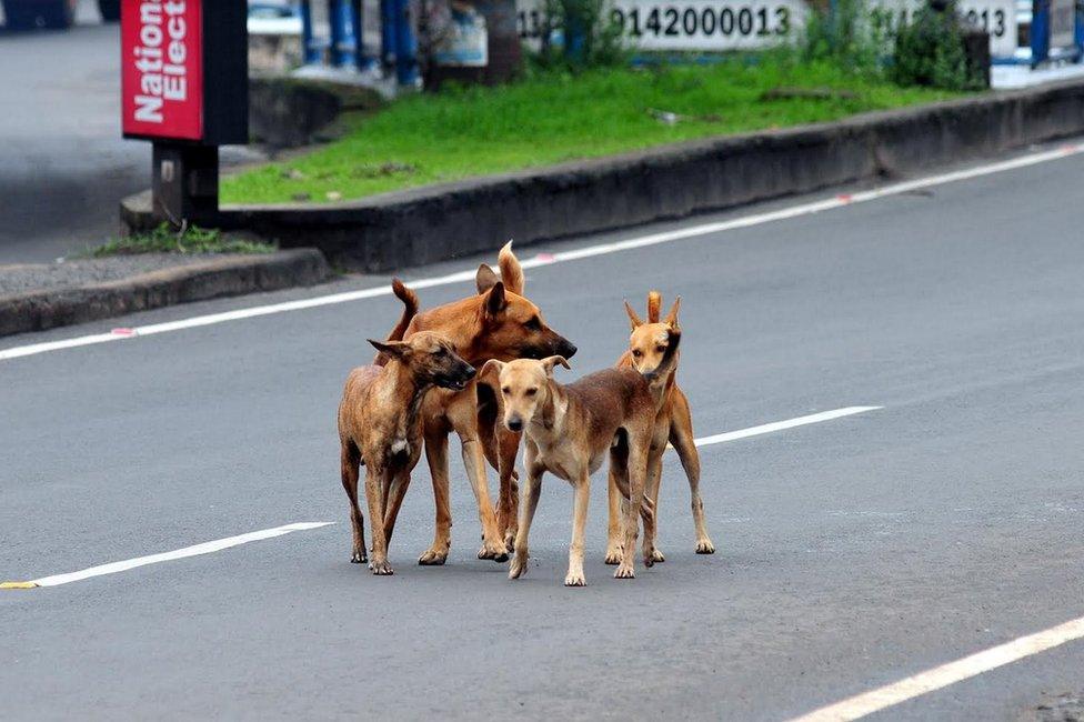 Stray dogs on a street