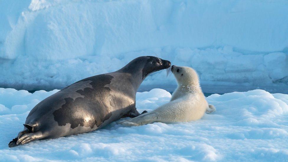 seals.