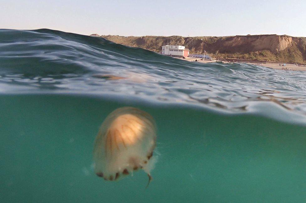 Jellyfish off the coast at Sheringham in Norfolk