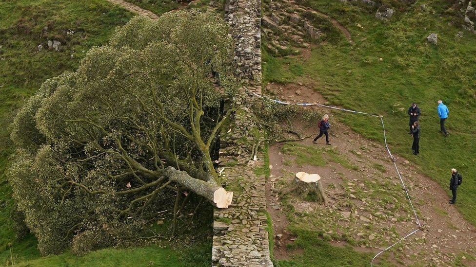 Felled tree at Sycamore Gap on Hadrian's Wall