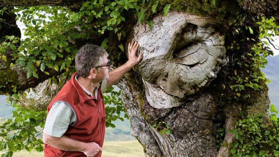 Tree called the Last Ent of Affric