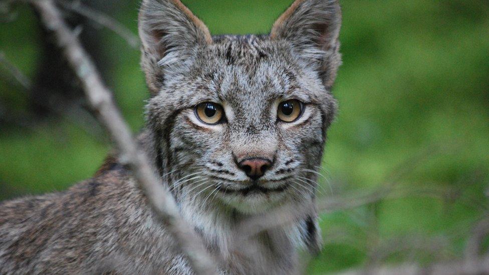 A Canada Lynx